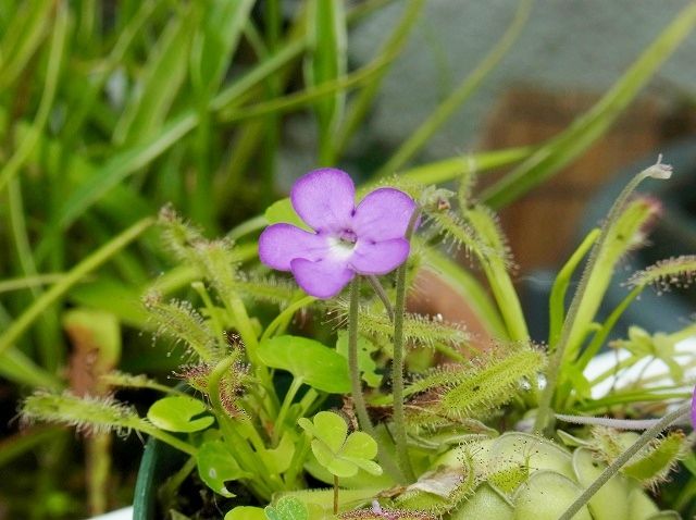 ながくて日記2 庭の花 食虫植物ムシトリスミレ 9 13 ながくて日記2 庭の花 食虫植物ムシトリスミレ 9 13