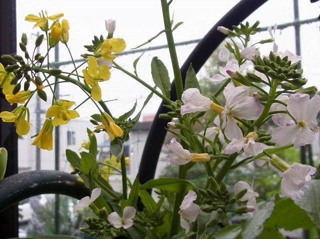 ながくて日記２ ダイコンの花