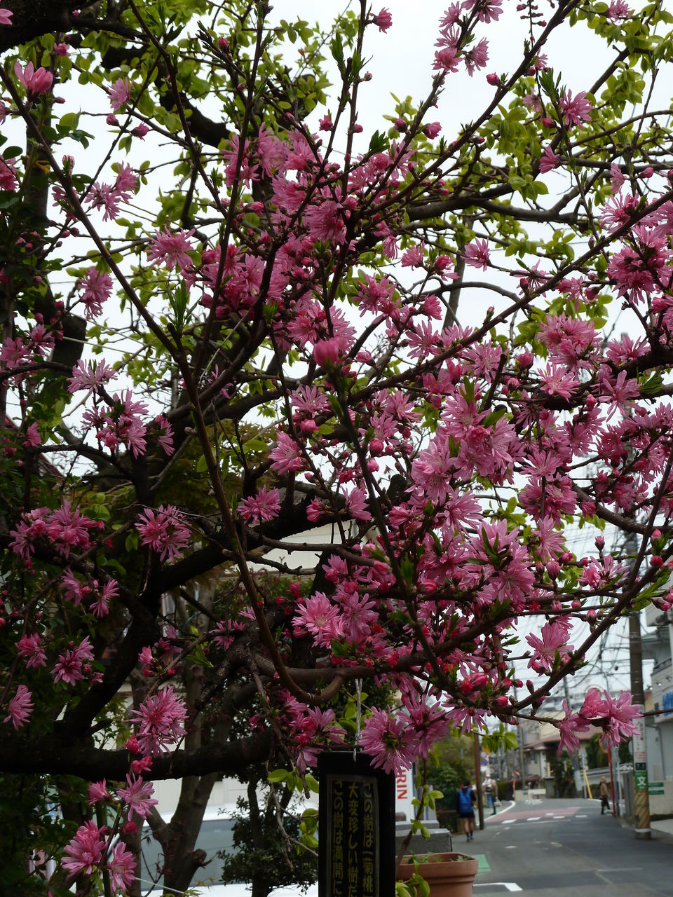この日 小さな幸せ すずめ 菊桃 という名のお花に出会う こすずめ庵通信 これくしょん この日 小さな幸せ すずめ 菊桃 という名のお花に出会う こすずめ庵通信 これくしょん