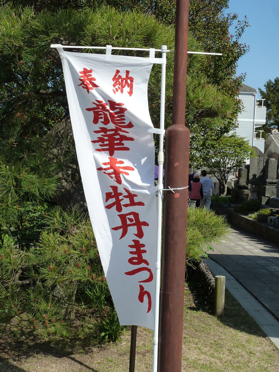 龍華寺さんの 牡丹まつり 平成30年4月21日 土 横浜市金沢区 こすずめ庵通信 これくしょん 龍華寺さんの 牡丹まつり 平成30年4月21日 土 横浜市金沢区 こすずめ庵通信 これくしょん