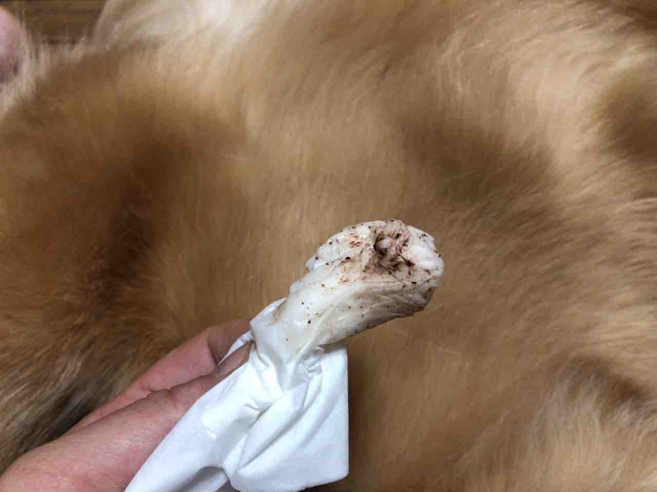 愛犬のお手入れ 耳掃除 看板ワンズの日常と飼い主の気ままな日記 愛犬のお手入れ 耳掃除 看板ワンズの日常と飼い主の気ままな日記