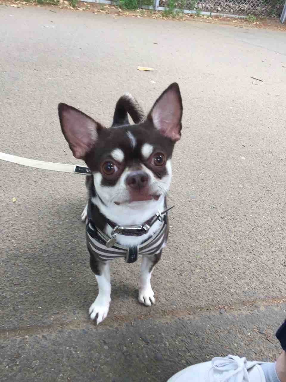 犬の選び方 その３ 小型犬 看板ワンズの日常と飼い主の気ままな日記