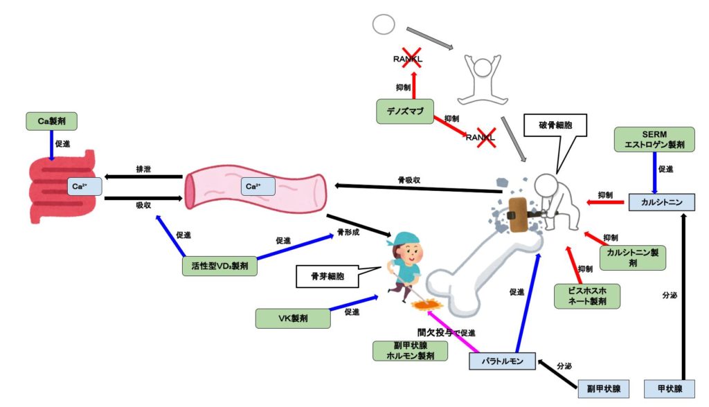 骨粗鬆症の治療法: 代替手段を発見する