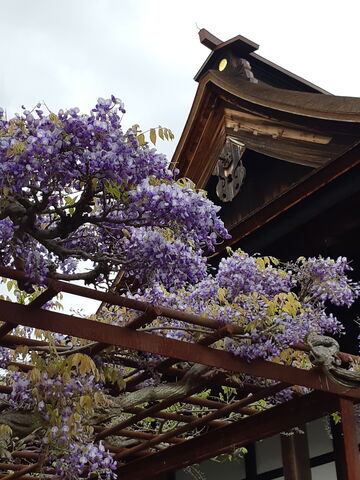 江南市 曼陀羅寺公園の藤 21 こたぶろぐ 江南市 曼陀羅寺公園の藤 21 こたぶろぐ
