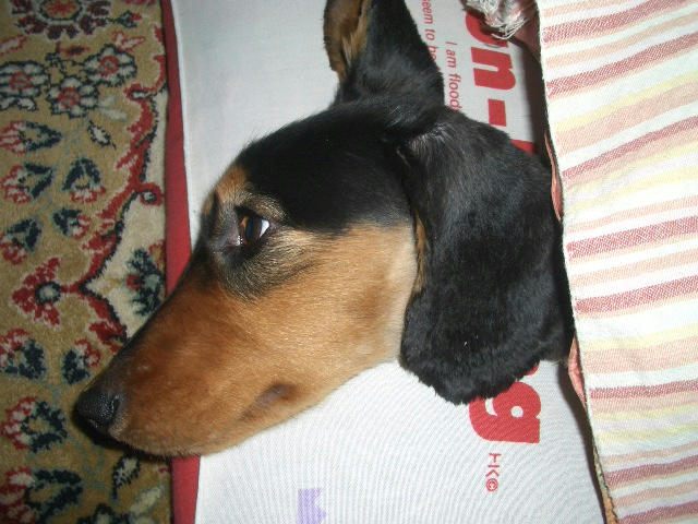 ¥Ê¥Þ¥±¥â¥Î¤Î¿Þ