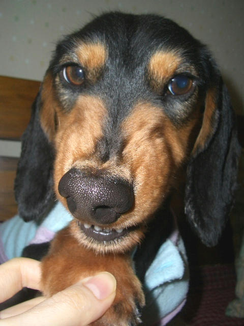 ´é¤Ä¤¤¬¤À¤ó¤À¤ó¸±¤·¤¯¡Ä¡ª