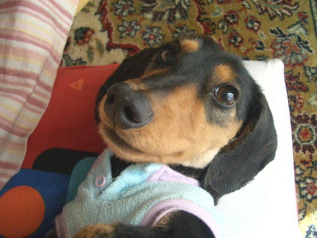 ¤ª¤È¤Ê¤·¤¤¡©