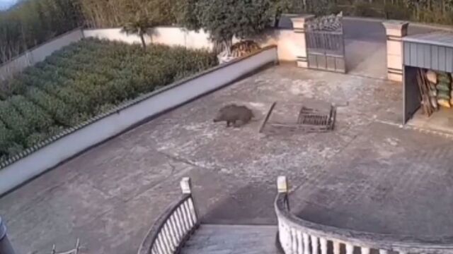 �����Ȥ��˲�����ʽ�����ӱۤ��롣���Υ����Υѥ�ȴ趯��������