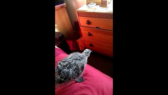 �֤��ε�Υ�ʤ����٤롪�פ����פä�ĩ����֤���󥫥�ᡢ����ڤФ�