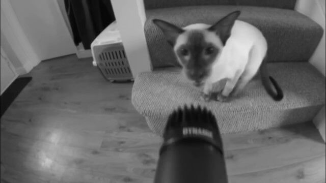 愛猫の鳴き声をサンプリング。編集を重ねて作った音楽が素晴らしい