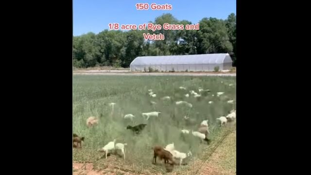 �䥮150ɤ�����Ҥ���5���֡��䥮�ν�����̤��褯ʬ������󤷱���