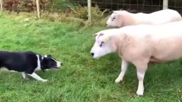 攻撃的なヒツジに対する、牧羊犬のプロフェッショナルな対応
