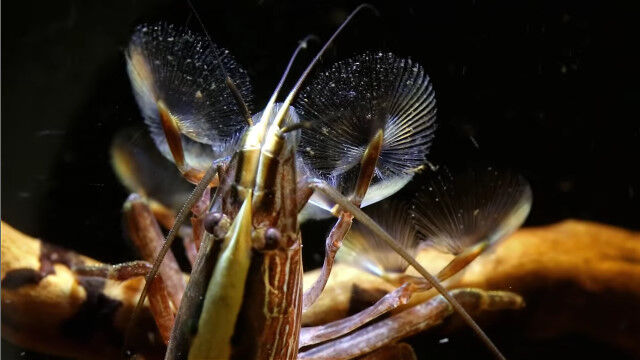 透明なウチワみたいな足先のフィルターで細かい有機物を集めて食すオニヌマエビ