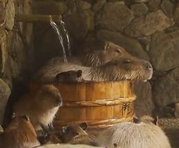 �ʤ�Ȥ�����ʡ�λ��֡����餤�����ä��Ǥ�����Ǥ��äȤꤹ�륫�ԥХ餵��