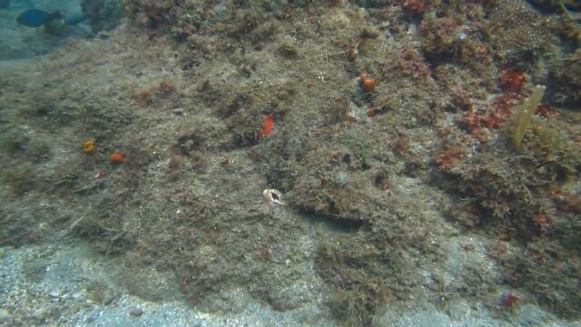 まさしく海の忍者!タコの擬態能力の高さが非常によく分かる映像