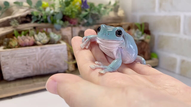 飼い主の指にかじりつく、貪欲なイエアメガエルがとても可愛い