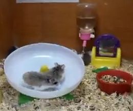 2ɤ���ɤ����󤷼֤�����ޤ��ϥॹ����