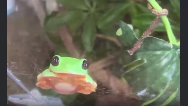 �Ĥ֤�ʹ���Ʒ����Τ������İ��������롢����åȥ��ޥ�����