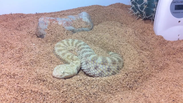 �⥾�⥾ư���ƿ�����������Ѥ�ä��Ƥ��������ʥ�����إӤ�������˿Ȥ򱣤��ִ�