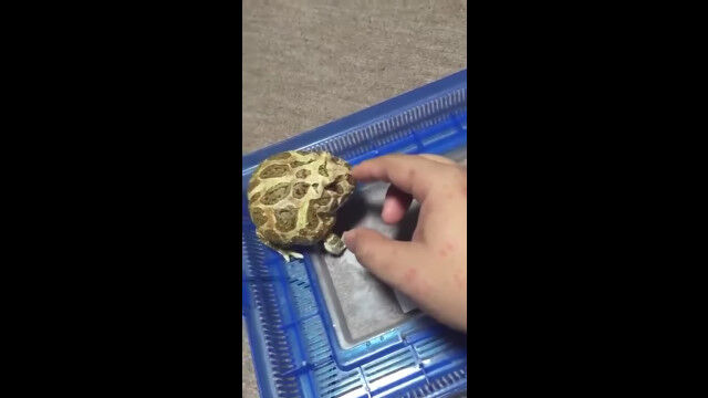 オモチャみたいな見た目と鳴き声と動きをした、丸々太ったカエルが可愛い
