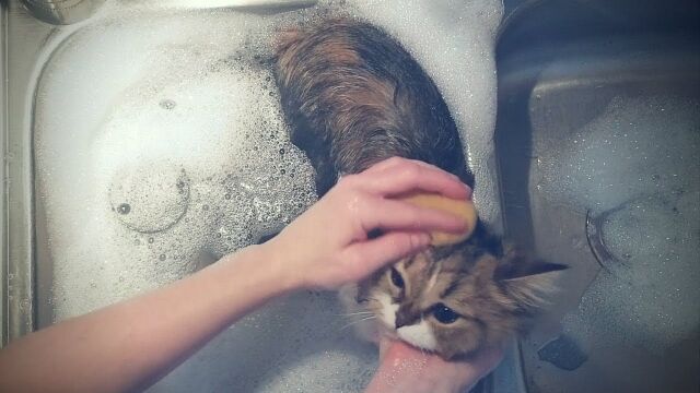 水をちっとも怖がらない猫、ミロさんをシンクで洗うバスタイム