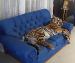 ���ե����ǥ������������Ӥ��򤫤���̲��ȥ�