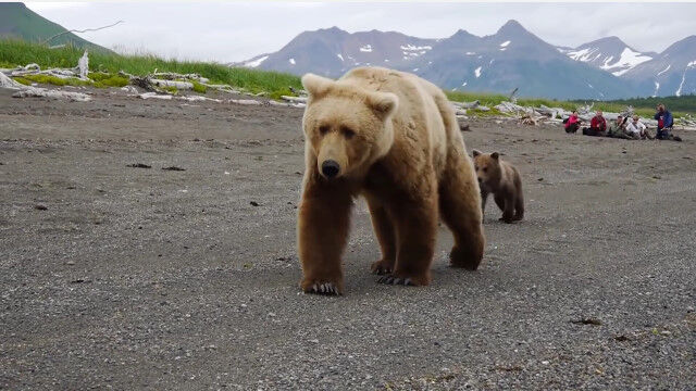 子連れのアラスカヒグマと遭遇、巨体がゆっくり近づいてくる動画が恐ろしい