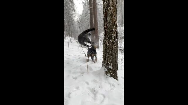 ���λ볦�����֤Ǿä��륯���ҥ祦�λ������ӥ������⡼�����