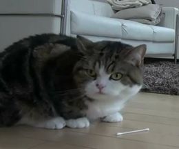 ���ä�1�ܤ�����������й�����ͷ�٤�ǭ�Τޤ�