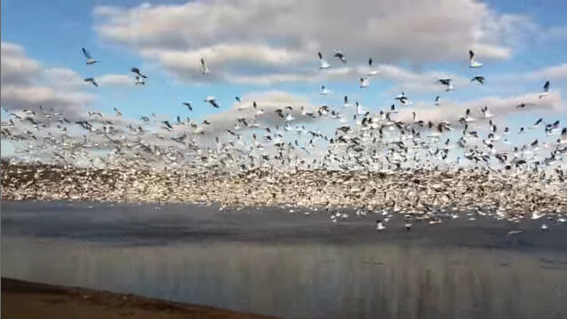 怒涛の離陸。湖から一斉に飛び立つハクガンの大群がスゴい