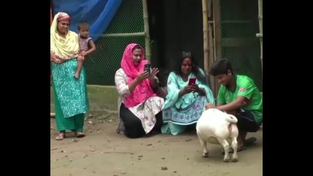 犬みたいな大きさの「世界最小の牛」候補がバングラディシュの農場で生まれる