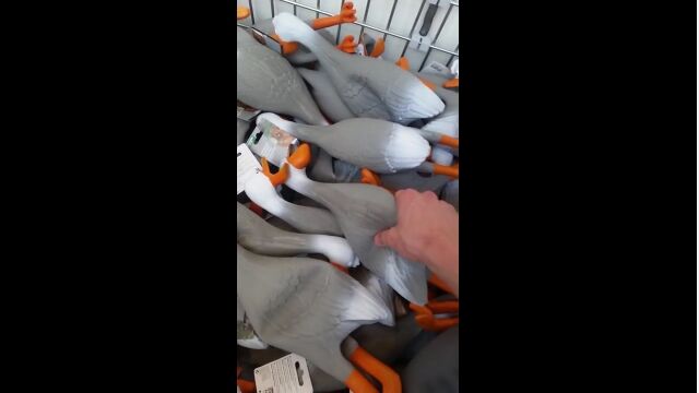 悲鳴?歓声?ワゴンに大量に積まれたゴム製アヒルのオモチャをまとめて押した時の音がすごい