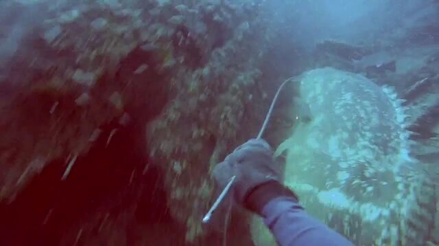 獲ったと思ったらかっ攫われる、ダイバーと巨大魚イタヤラの攻防