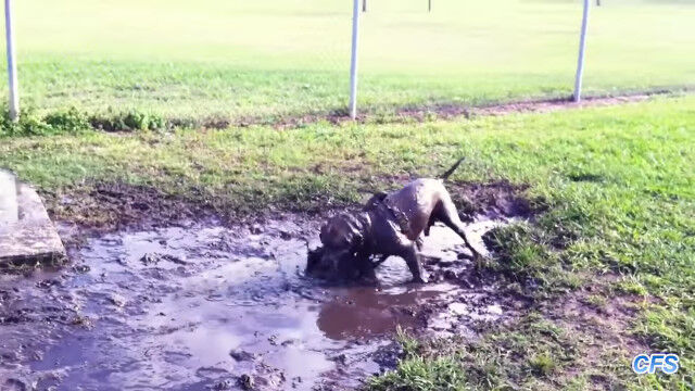 犬は楽しい、飼い主は大変。泥んこになって遊びまくる犬たちの映像集