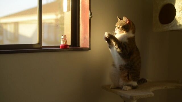 �ܻؤ�Ω�ɤʾ���ǭ���վ��򿿻������÷�����ǭ�Τ��������