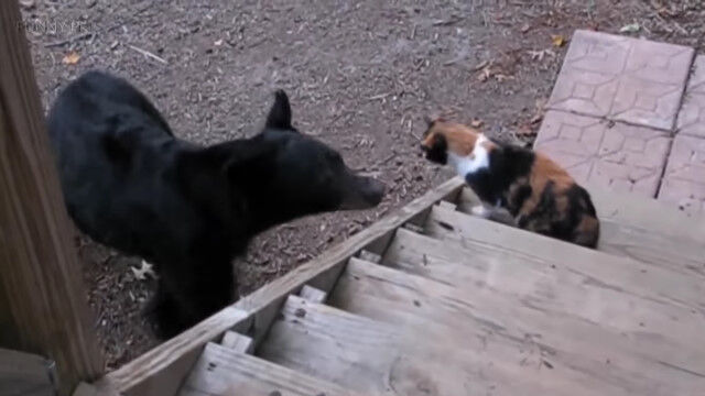 猫の怖いもの知らずっぷりがスゴすぎる映像集