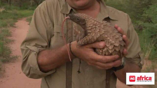 ��β��ܤ��Ĺ���������ĥ��󥶥󥳥�