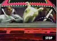 DogSeatBelt