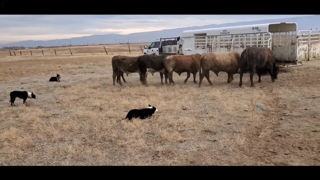 ���Ӹ��˸�Ƭ�ǻؼ���Ф�������������ͶƳ���ȥ졼�顼���Ѥ߹����Ҿ��