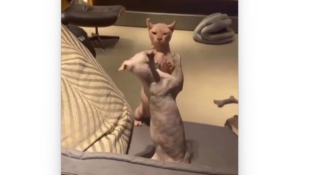 �ӤΤʤ�ǭƱ�Τ��襤��ǭ�ѥ���ϰճ��ȥڥ��ڥ�������������