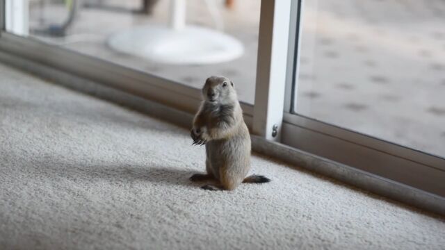 ��ǭ���ڤ�ͷ��Ǥ�餦�����ä���İ����ץ졼�꡼�ɥå����֤����