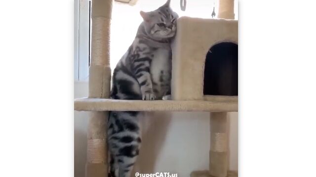 キャットタワーの穴に詰まった太っちょ猫。不満そうにこちらを睨む様子もまた可愛い