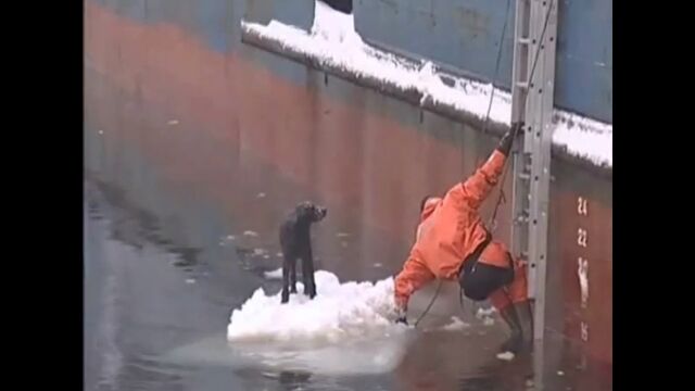 ��ˤ椯���˼�򺹤����٤ơ����Ϥ�ߤä��ˤ����α����ޤȤ�