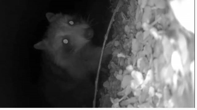 ������ȯ���������饤���ޡ�����������ƨ��