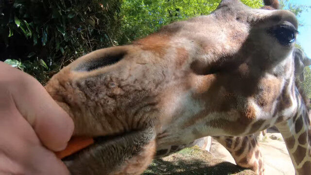 モシャモシャ、ポリポリ、咀嚼音が気持ちいい。超どアップで見るキリンへのエサやり