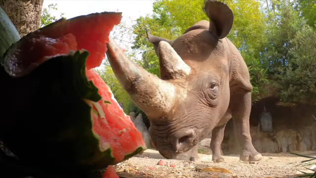 �����ϥĥΤ���Ѥ˻Ȥäƥ��������򤹤�