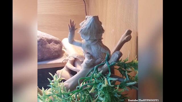 手を振る飼い主に手を振り返すフトアゴヒゲトカゲが可愛い