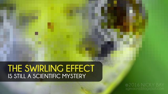 ヘビ嫌いとクモ嫌いは閲覧注意。蛇の生首のような外見を持つ、脈動する蜘蛛