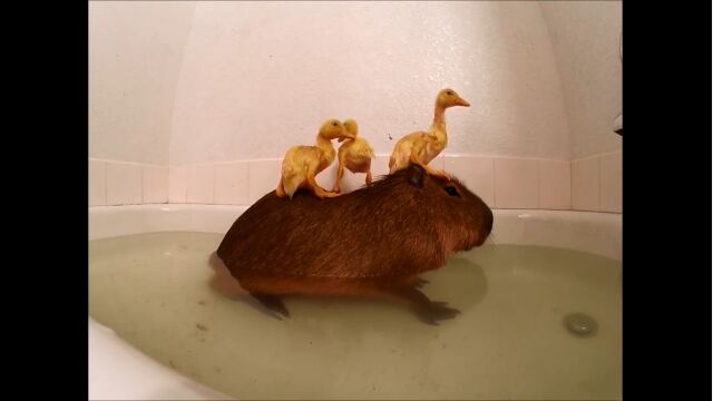 �ҥ��⤿���Ȱ��˿���ӡ��ٷƽ�Ȳ��������ԥХ餵��