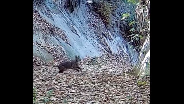 これはお見事。飛ぶ鳥を落とすボブキャットさん